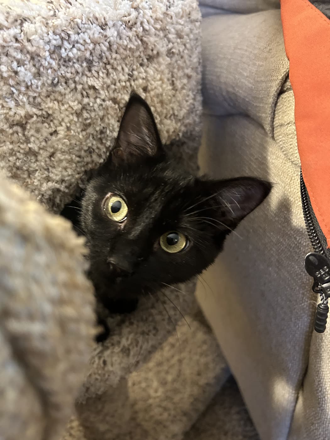 Atticus peering from his cat-tree hideout