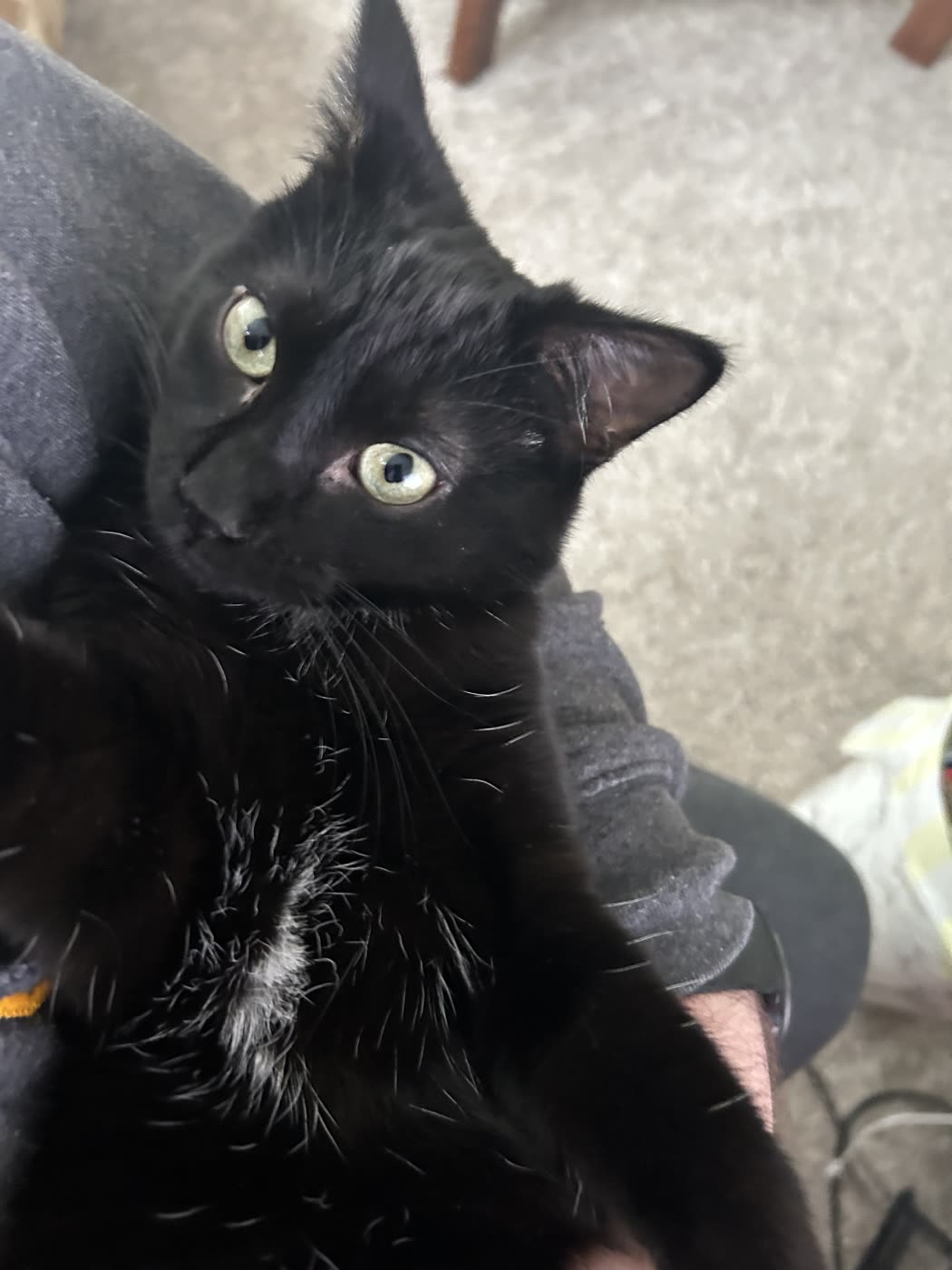 Young Atticus intake photo