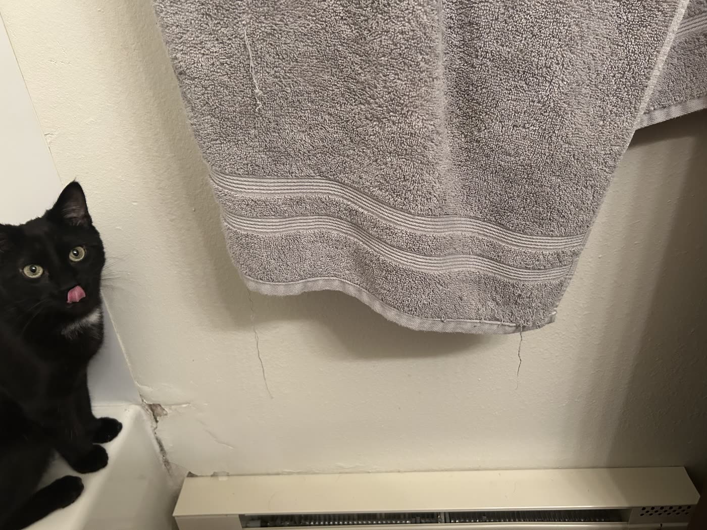 Atticus at the towel crime scene, licking his lips