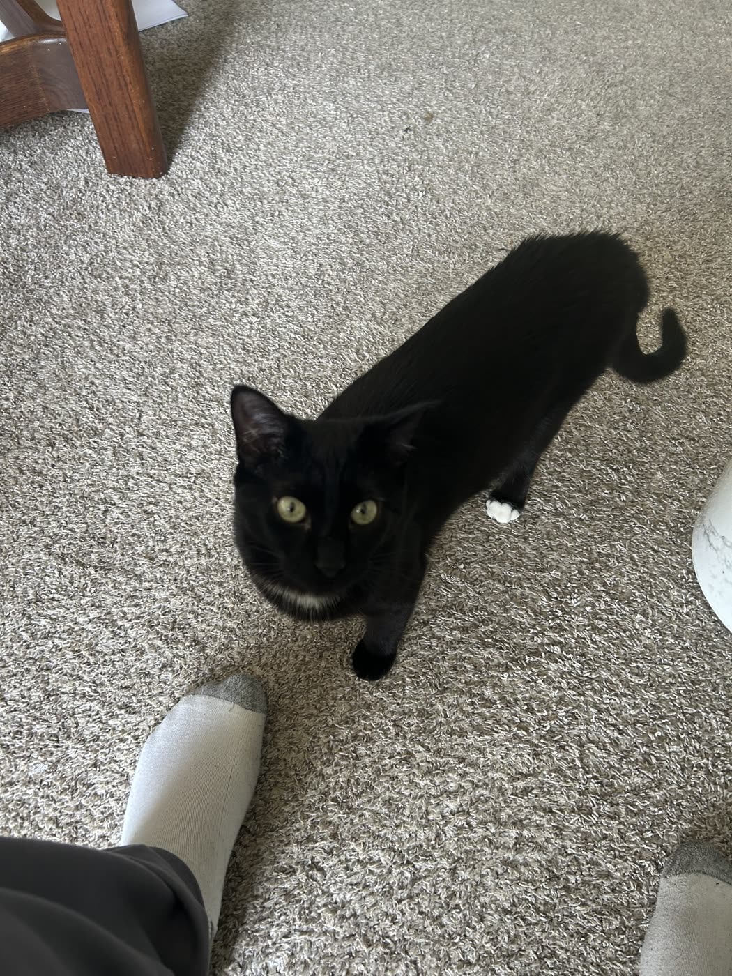 Atticus, not working