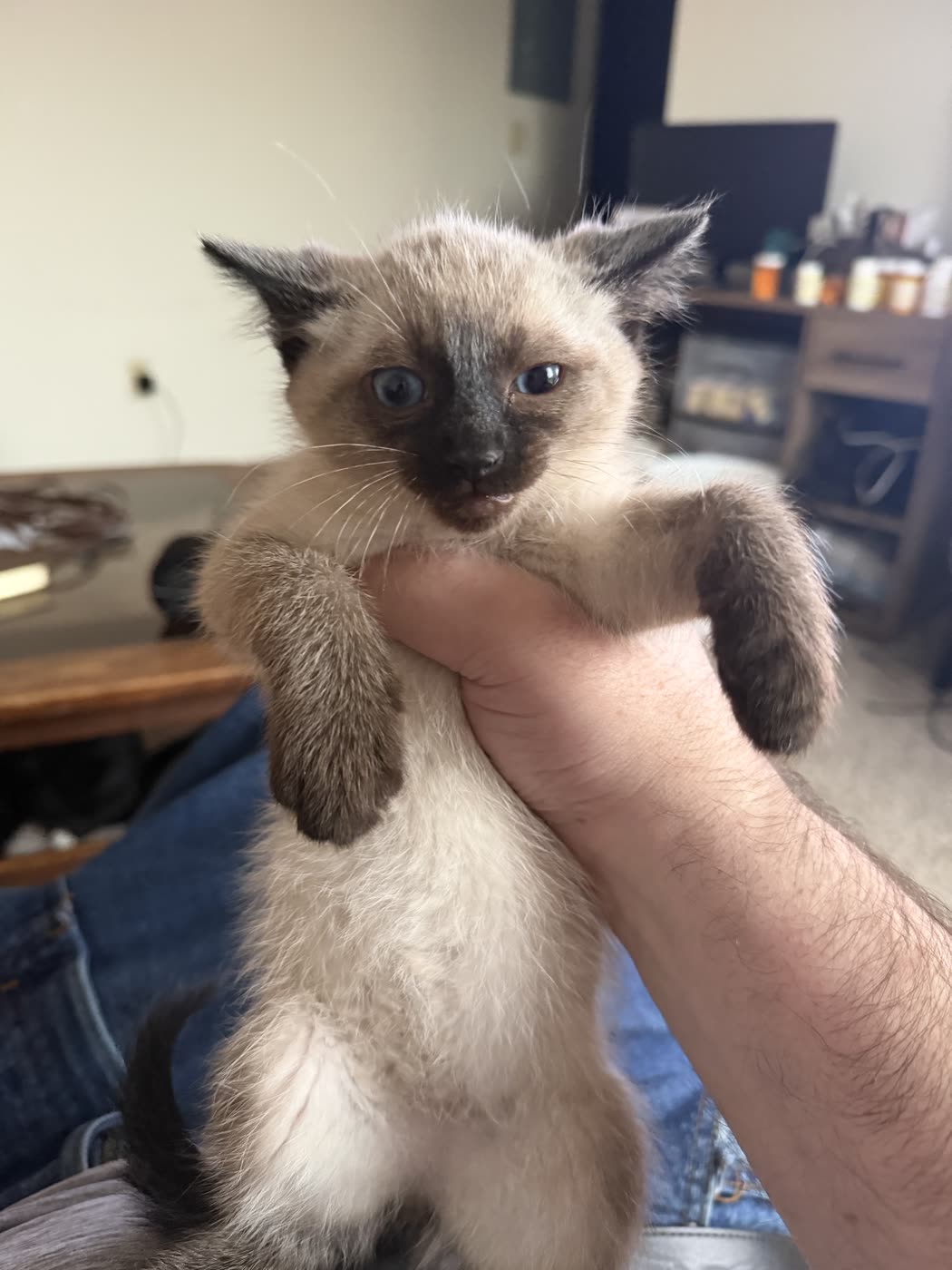Bean as a tiny kitten