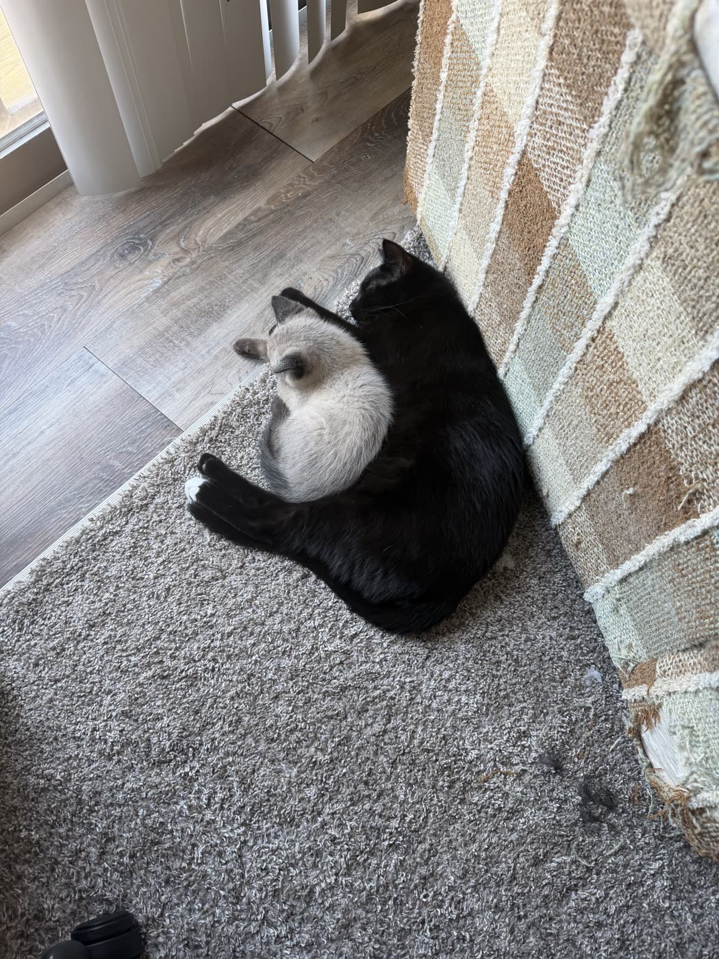 Both cats asleep beside the shredded couch corner