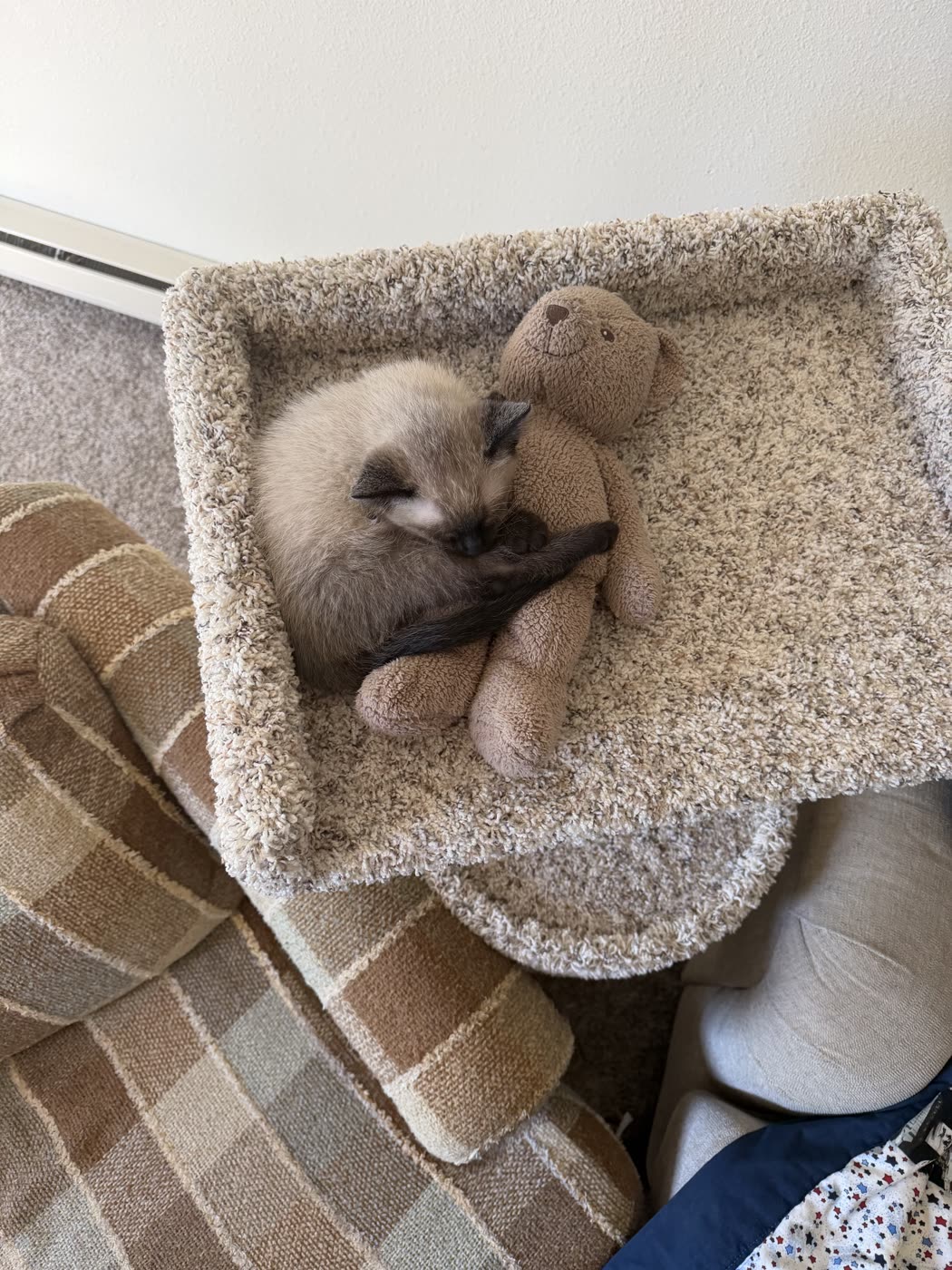 Kitten Bean with the teddy bear chief of staff