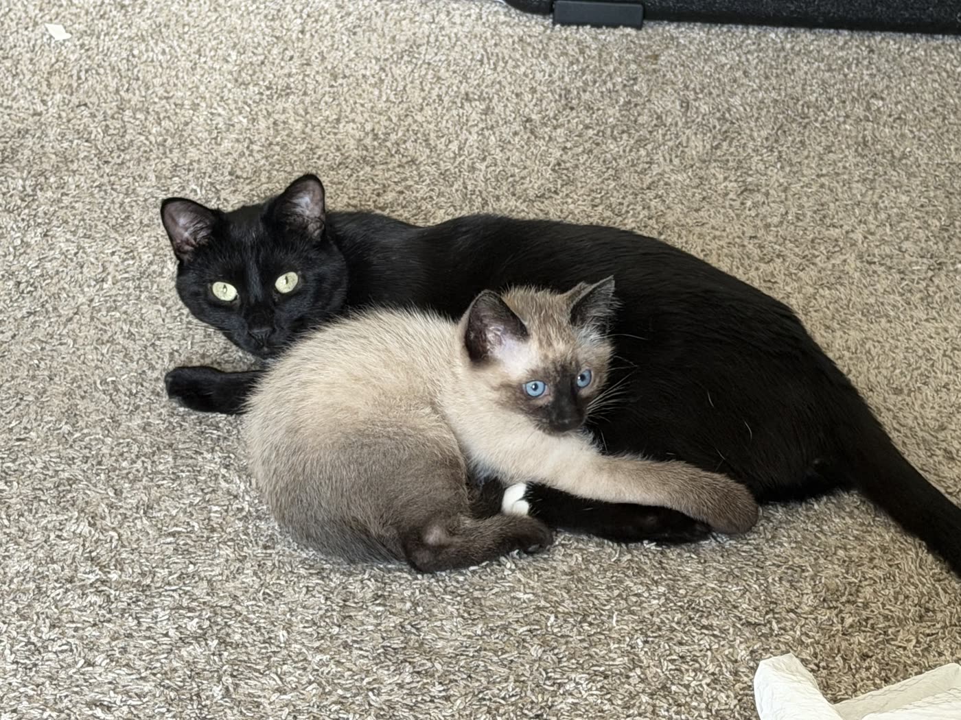 Bean and Atticus, the network's core demographic