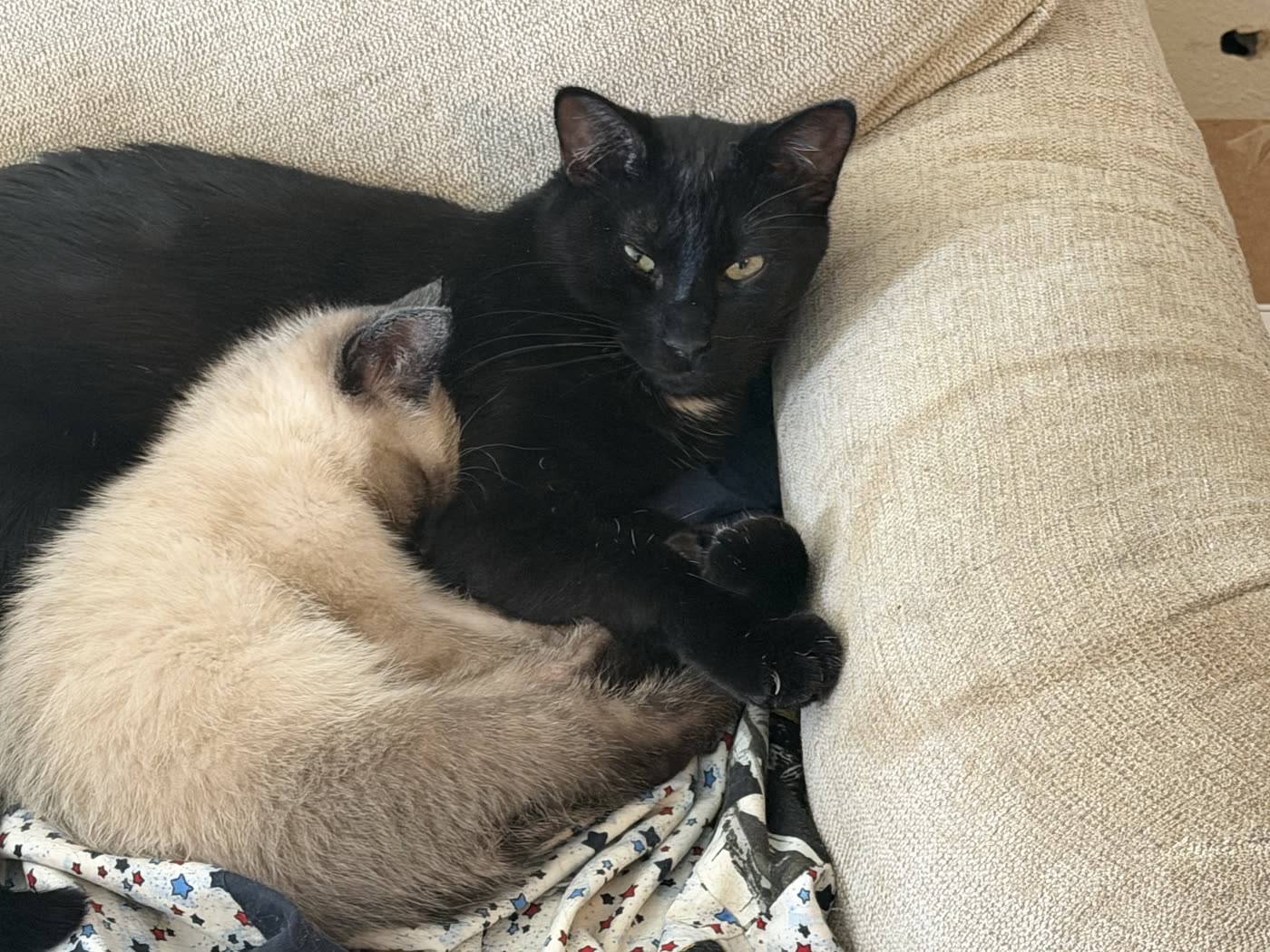 Atticus awake and glaring while Bean sleeps on him