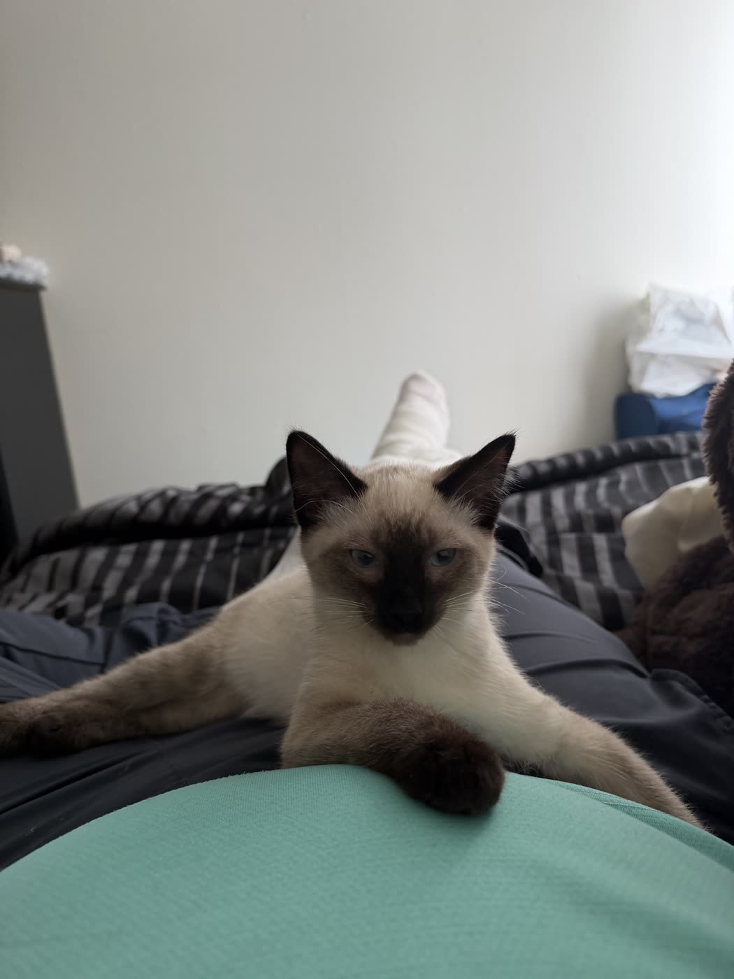 Bean, hero cat, surveying his domain