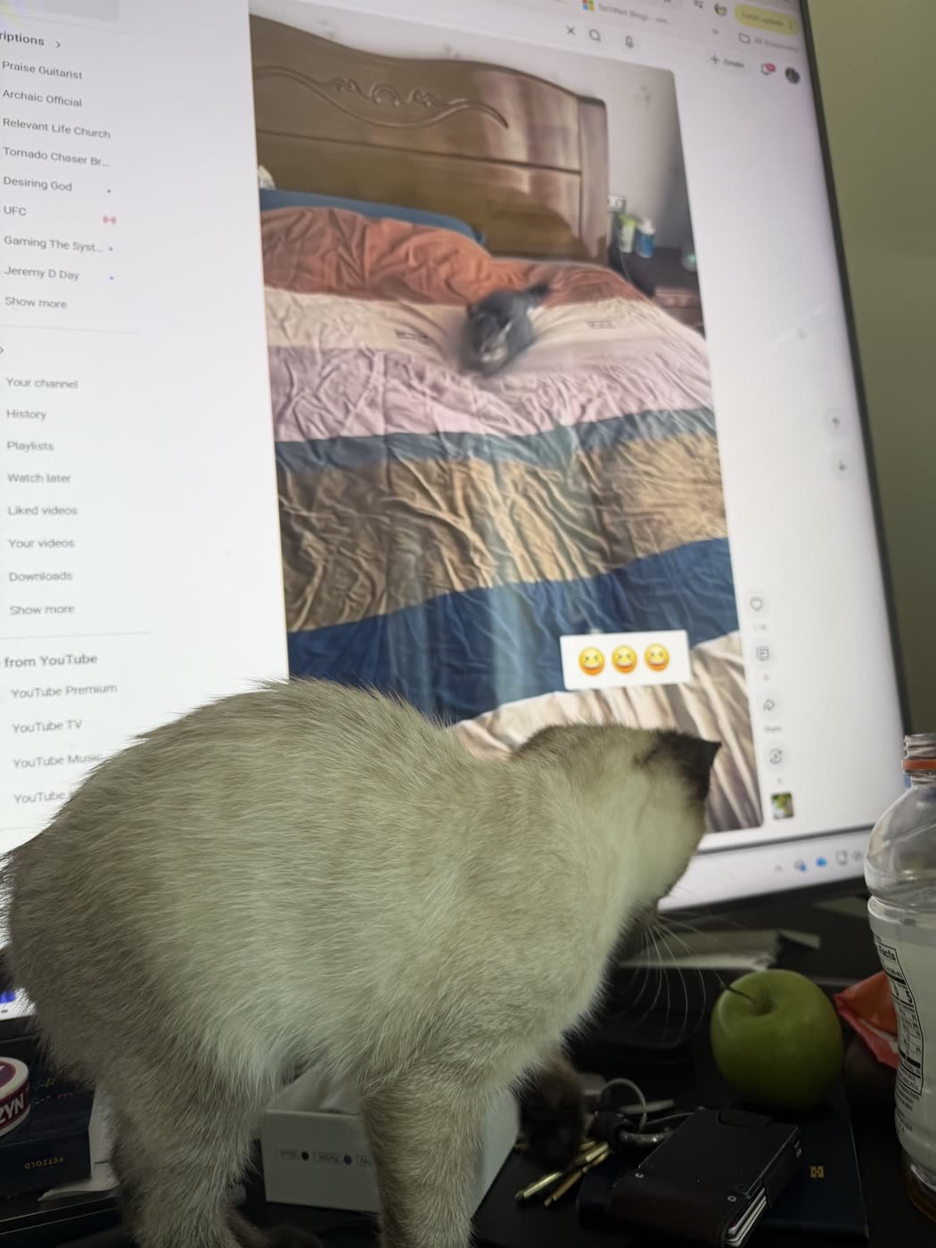 Bean at the desk, watching cat videos on the monitor