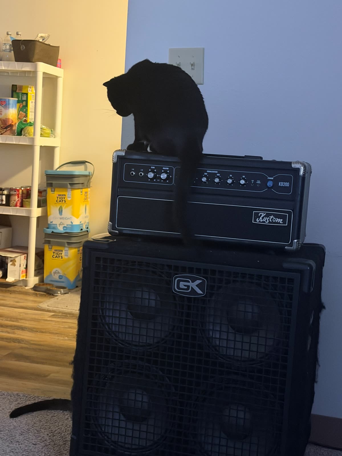 Atticus seated on top of the bass amplifier