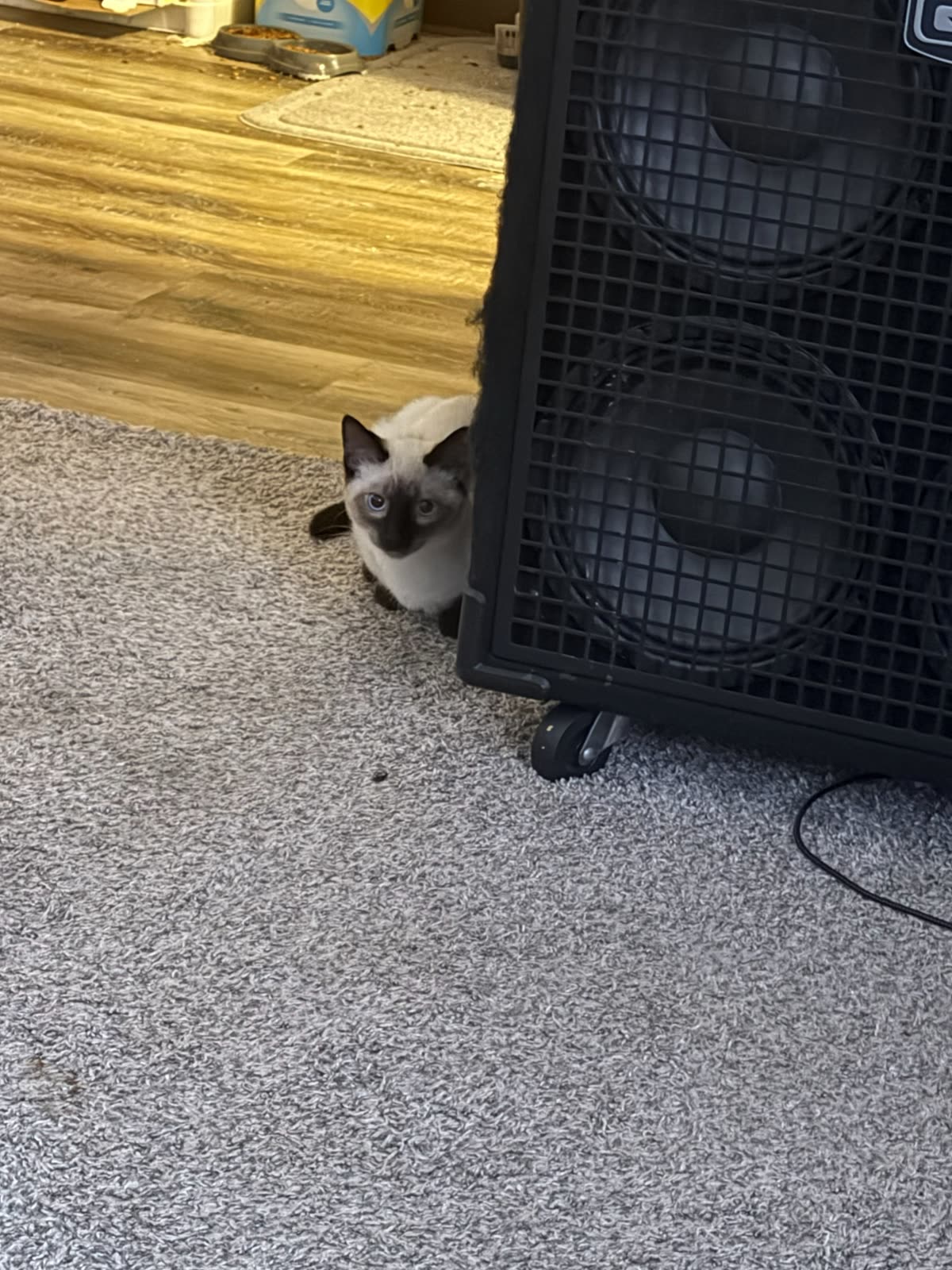 Bean crouched at the base of the bass cabinet, looking up