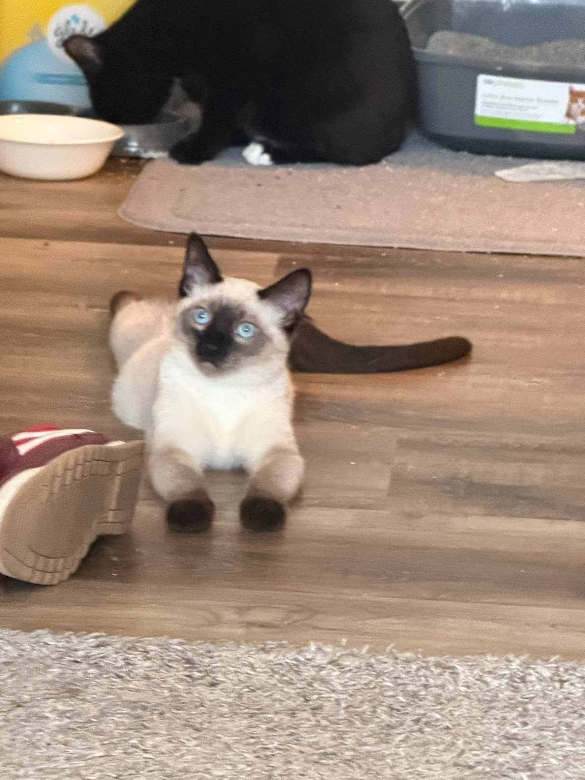 Close-up of Bean lying sphinx-like on the floor looking directly up at the camera with wide blue eyes