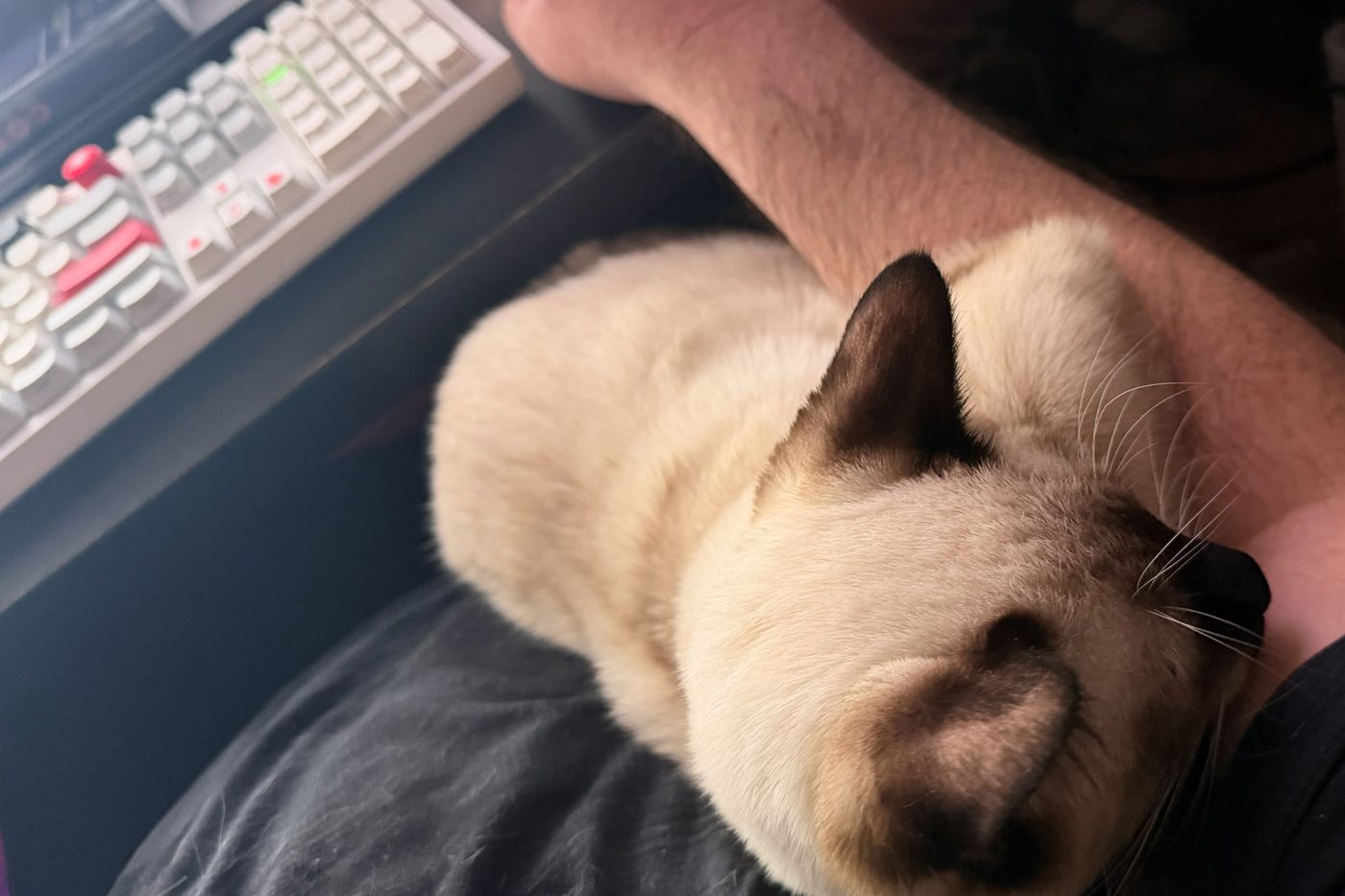 Bean asleep in a loaf on the editor's forearm next to a keyboard