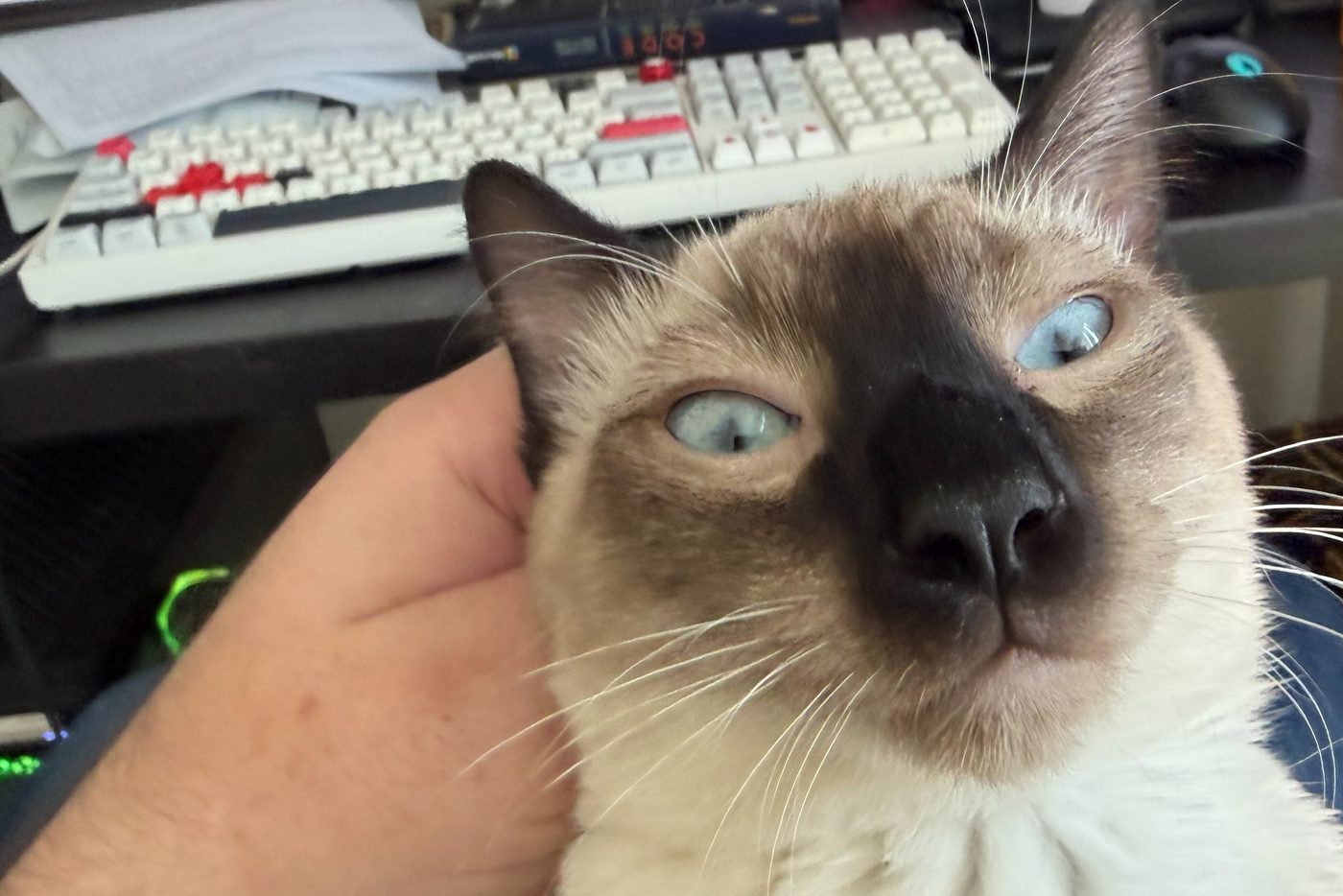 Bean looking up from the editor's lap while a hand scratches behind his ear