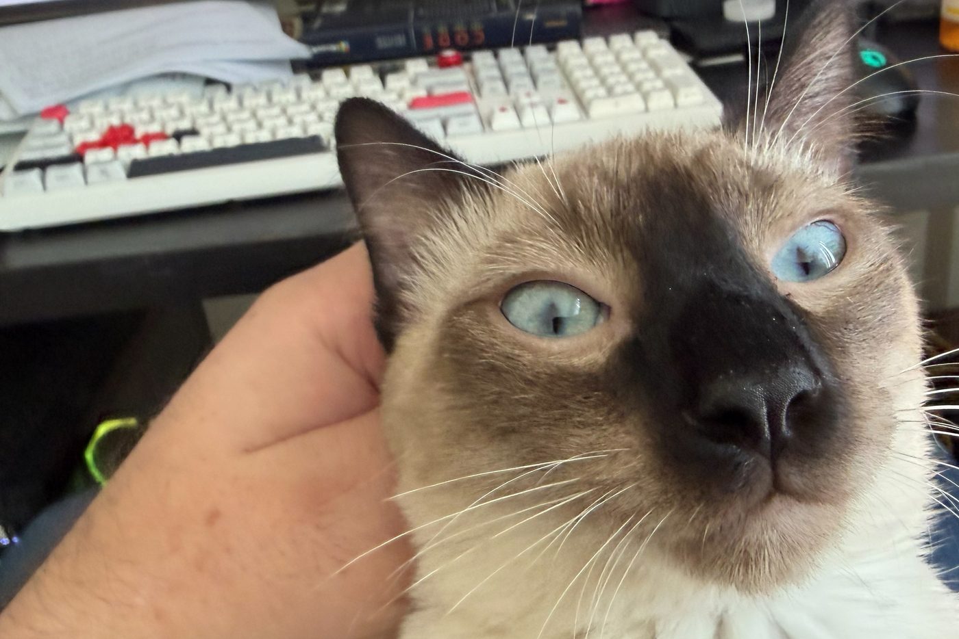 Bean looking directly at the camera with wide blue eyes while a hand scratches behind his ear