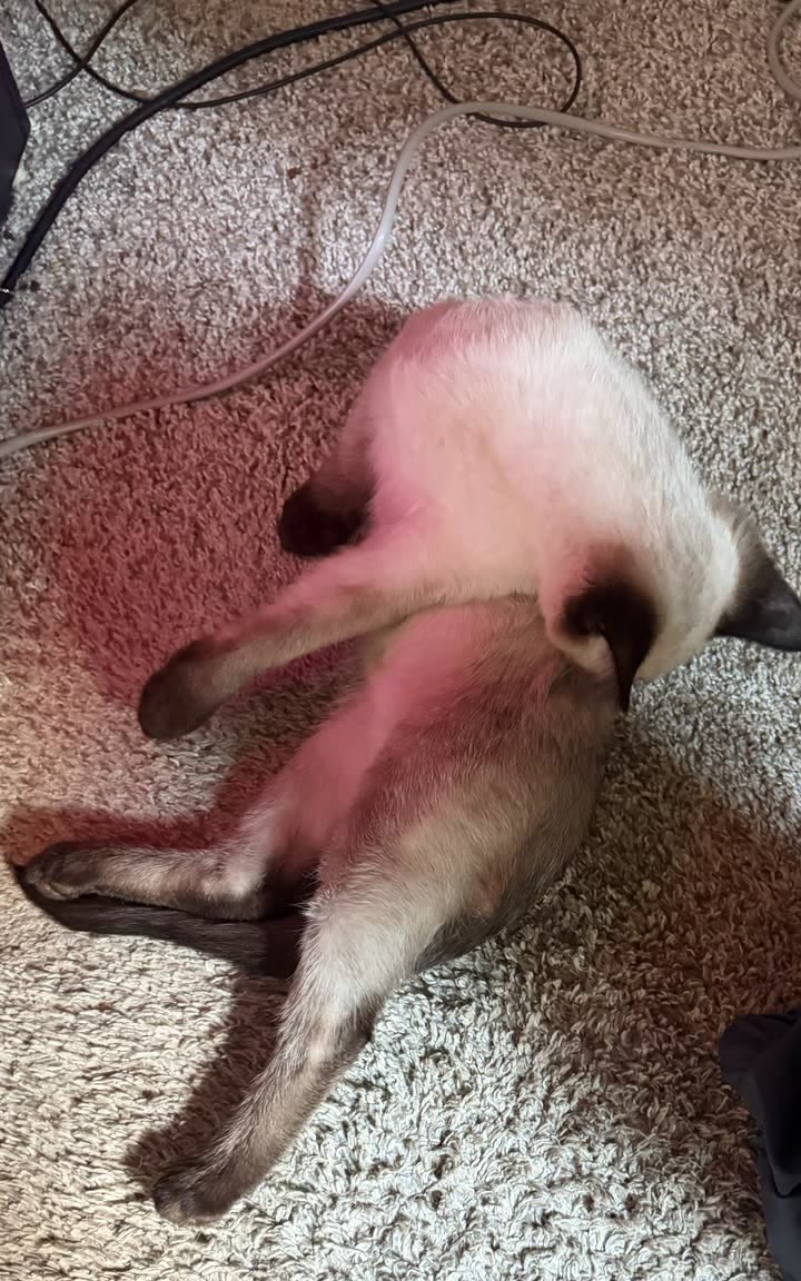 Bean asleep across a run of cables behind the desk