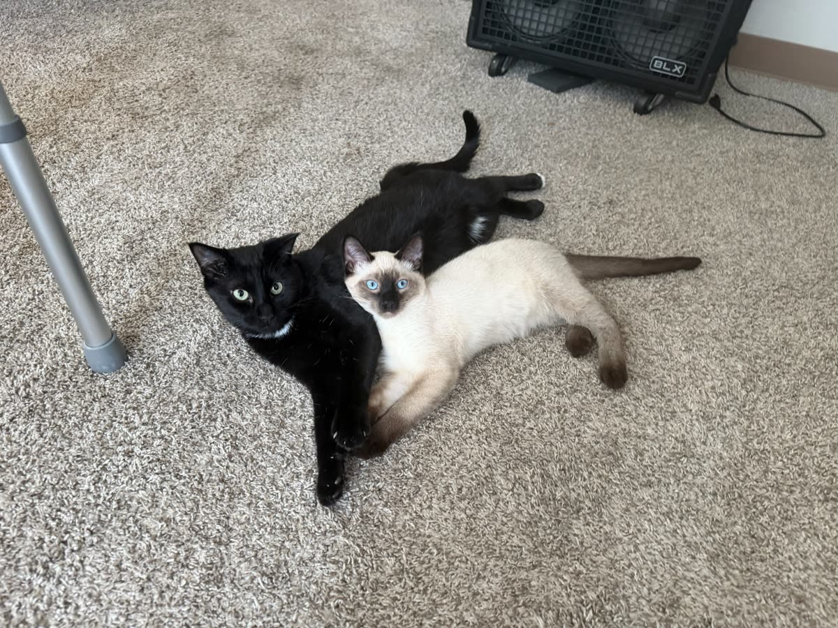 Atticus and Bean lying together on the carpet, both looking at the camera