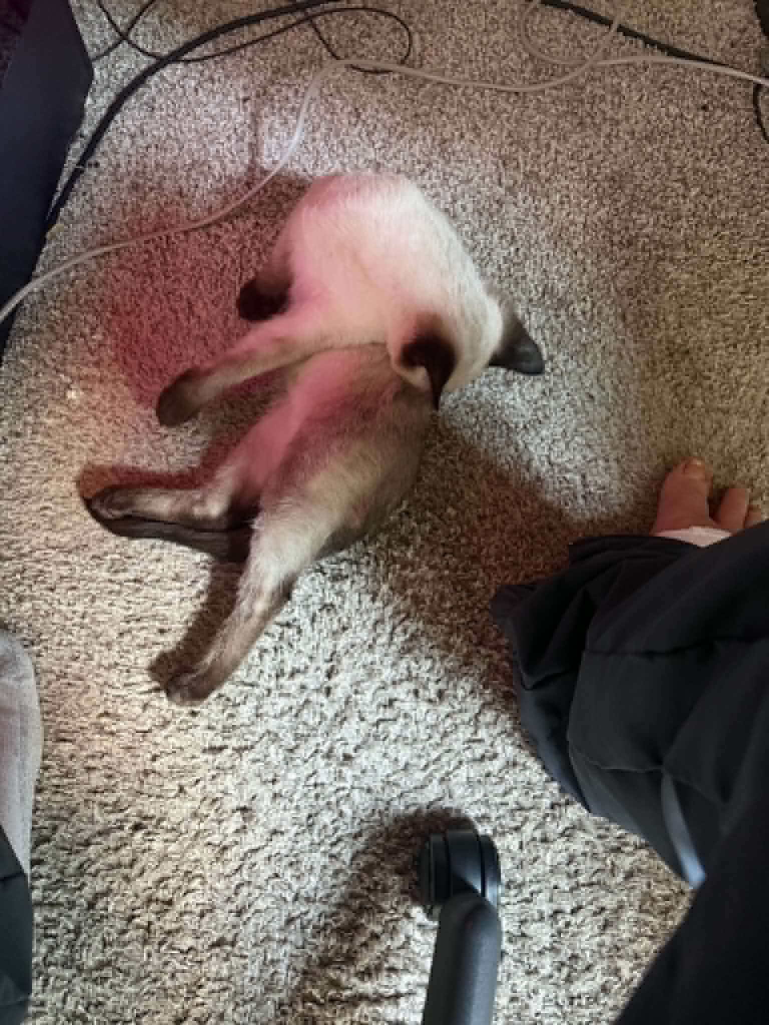 Bean sprawled on the carpet, inches from an office chair caster