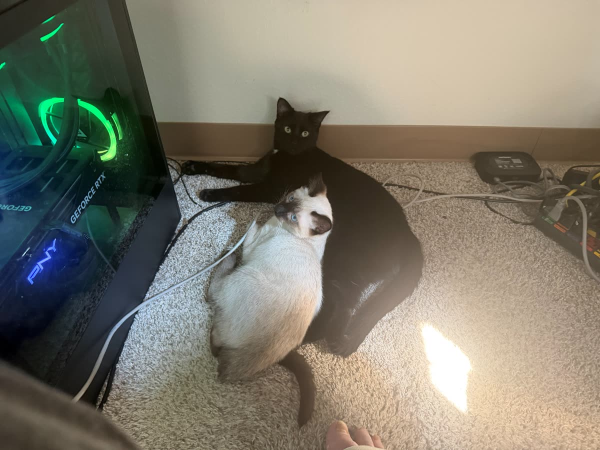 Bean and Atticus pressed against a glowing gaming PC