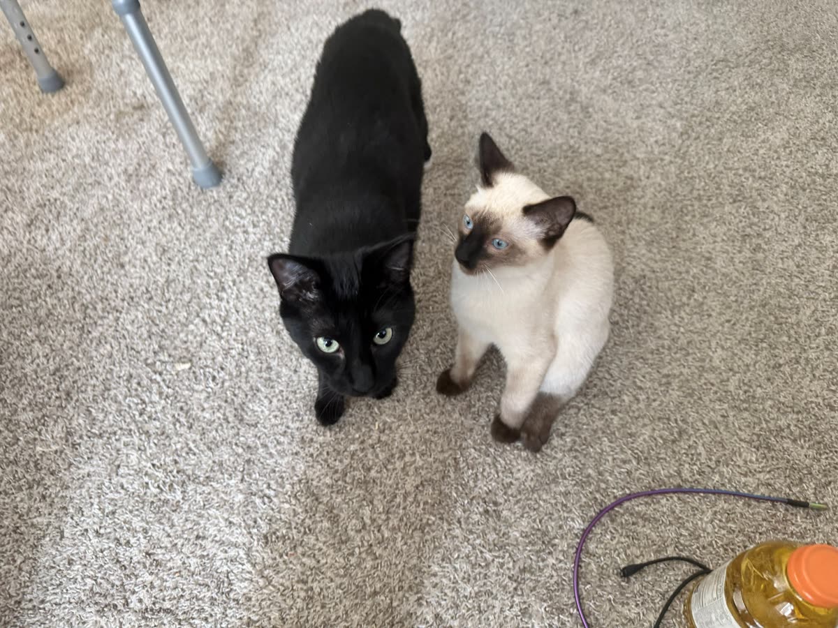 Bean and Atticus side by side, both looking upward