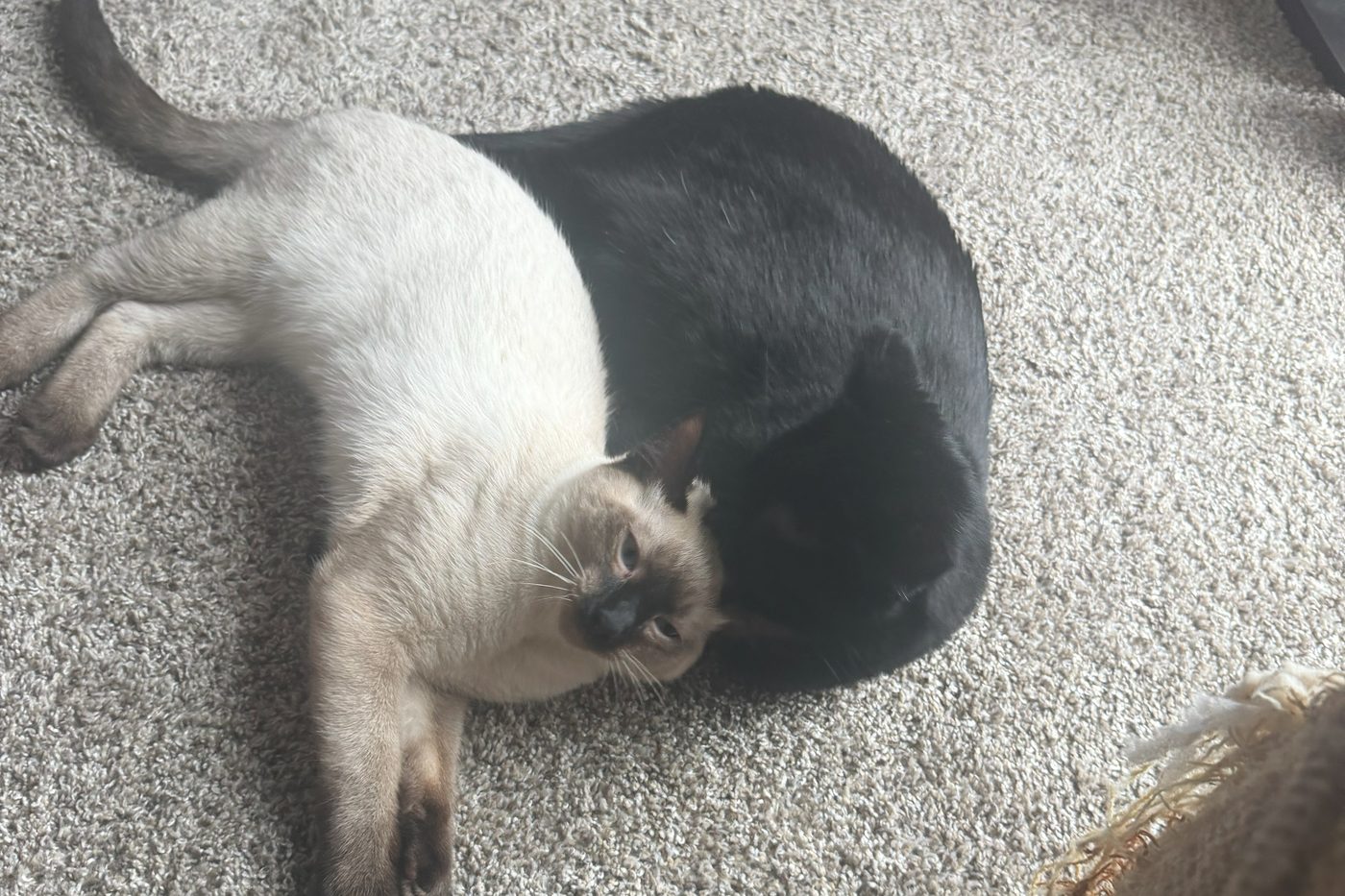 Bean lying stretched out with his head tucked against a curled-up Atticus on the carpet