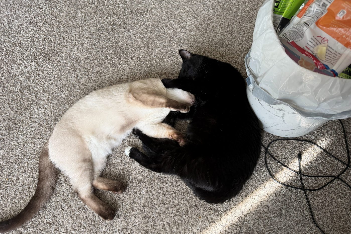 Bean and Atticus curled together on the carpet beside a strip of sunlight