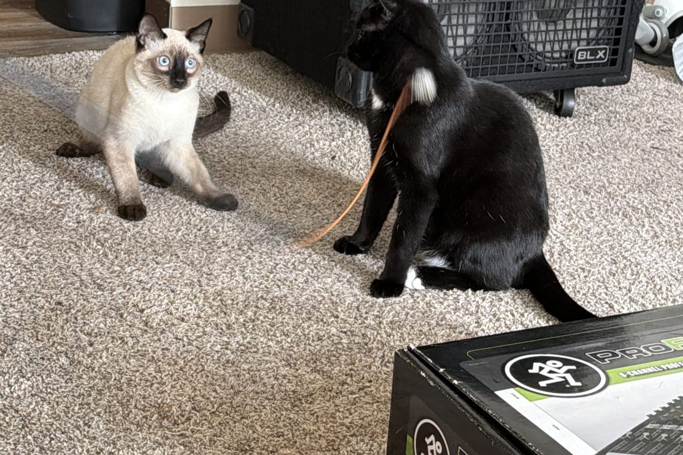 Bean and Atticus on the carpet by the speaker cabinet, watching a wand toy string, next to a mixer box