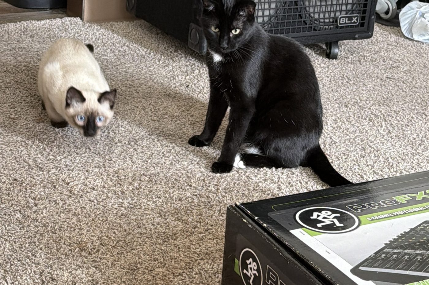 Bean crouched low and Atticus sitting upright, both looking toward the camera, next to the corner of a mixer box