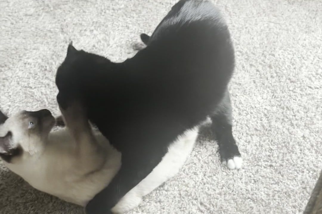 Atticus standing over Bean, who is on his back mid-protest