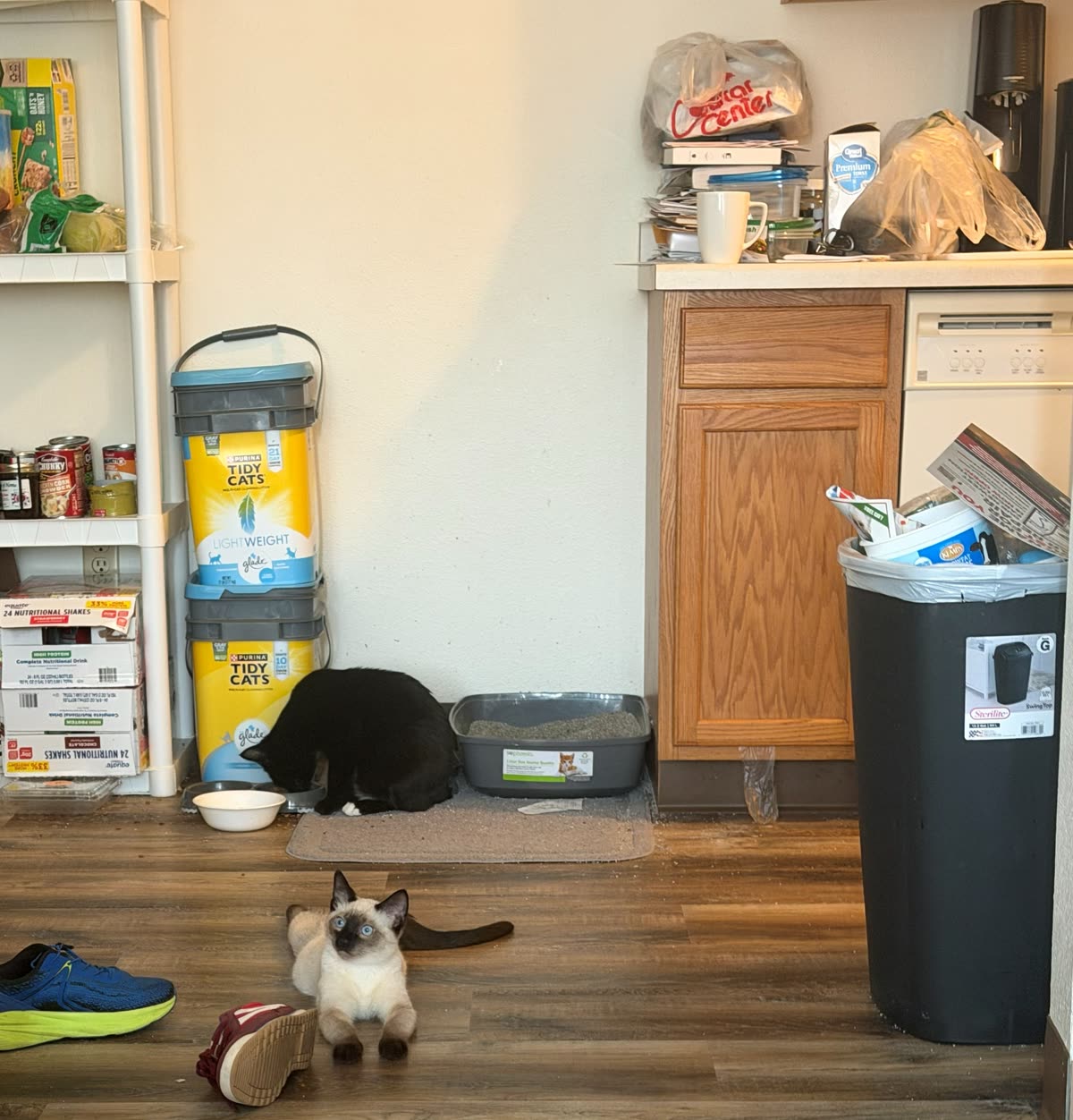 Bean sitting upright between two shoes on the kitchen floor