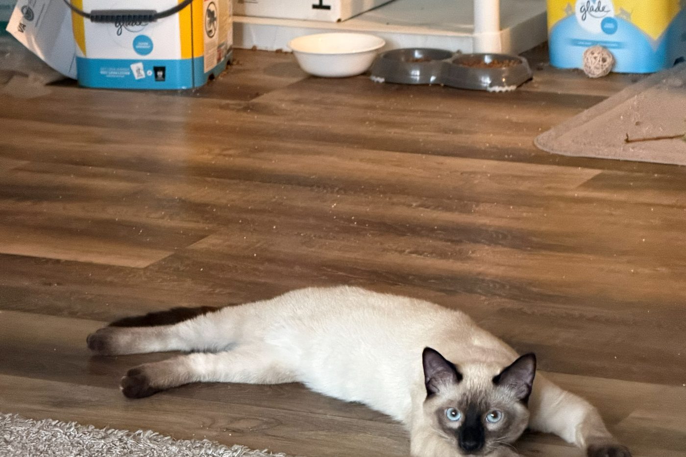 Bean stretched out on the kitchen floor staring at the camera with food bowls behind him
