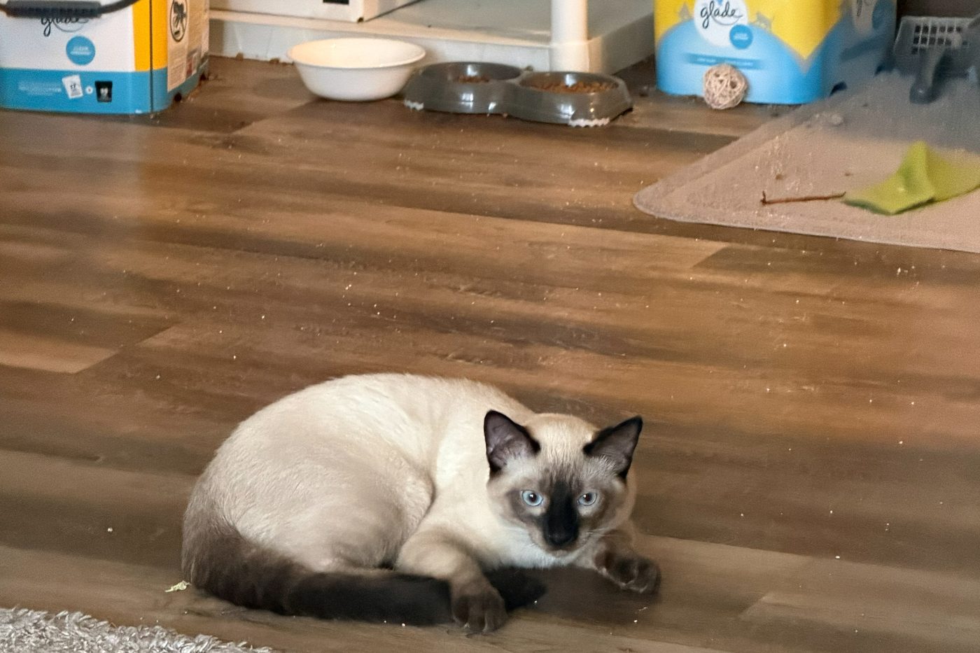 Bean in a tight loaf on the kitchen floor, staring directly at the camera