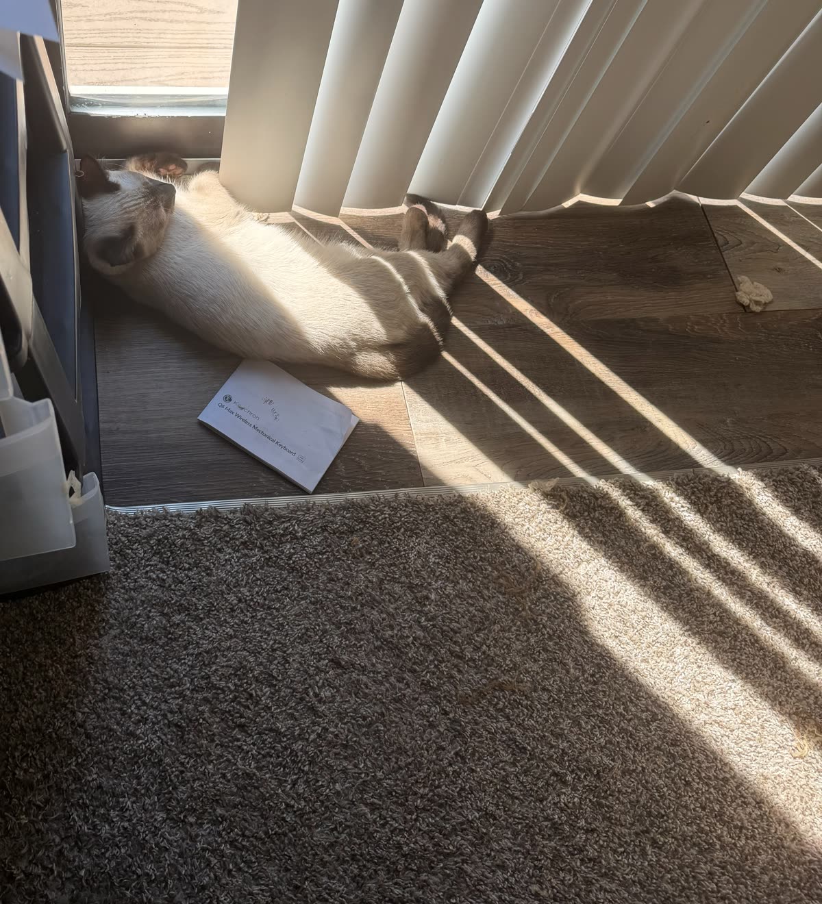 Bean asleep in a strip of sunlight in the patio door track