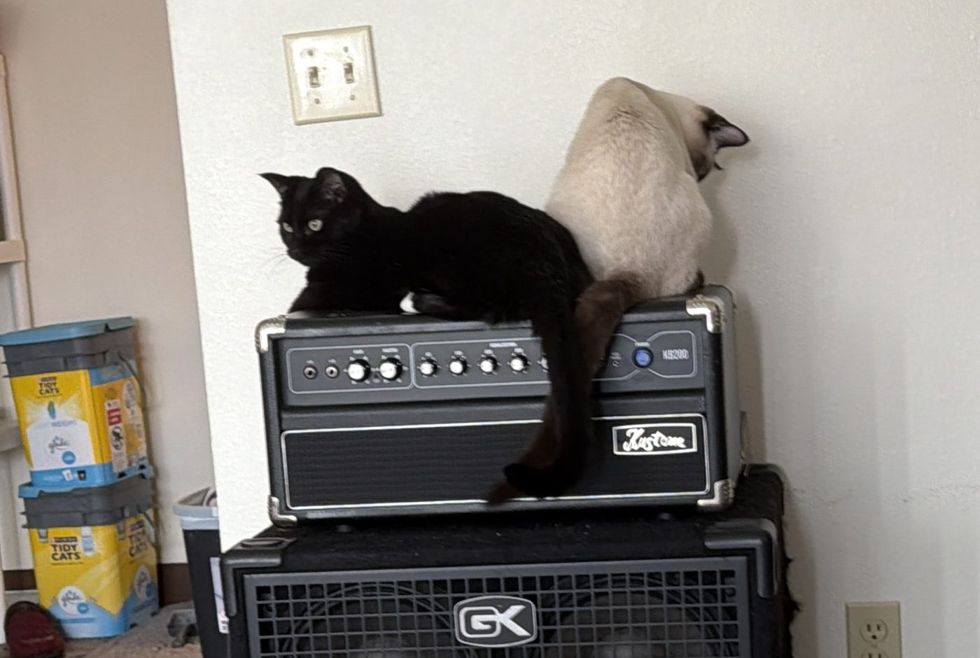 Atticus lying on top of the bass amplifier head while Bean sits upright beside him on the same amplifier