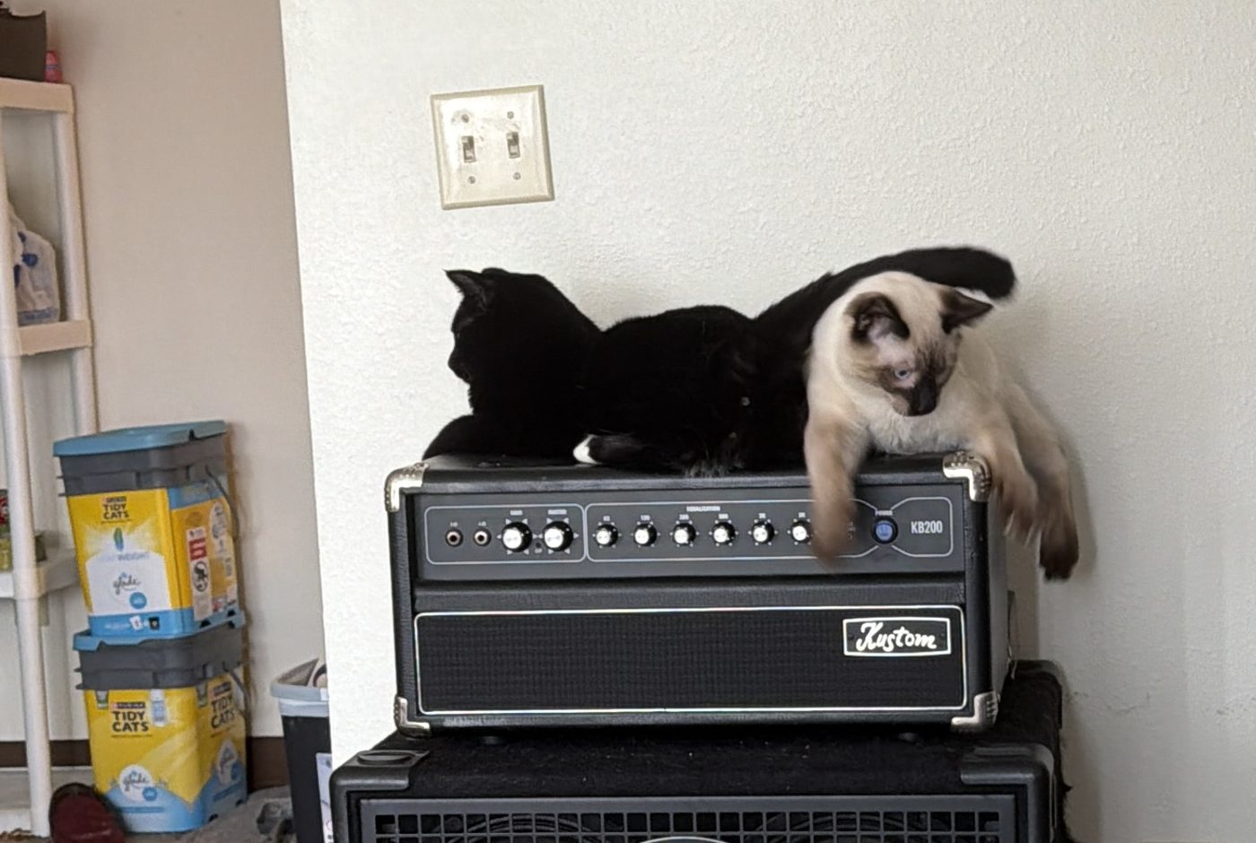 Atticus curled on the amplifier head with Bean draped over the front edge beside him