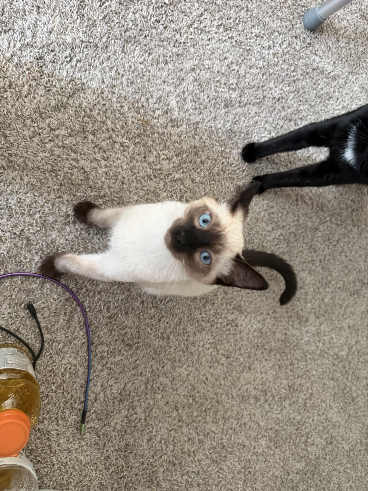 A black paw reaching into frame toward Bean, who is lying on his back