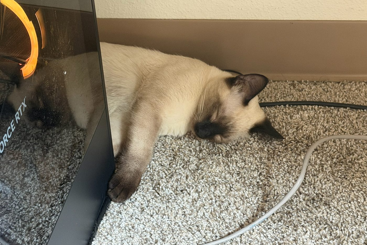 Bean asleep against the glass side panel of a gaming PC