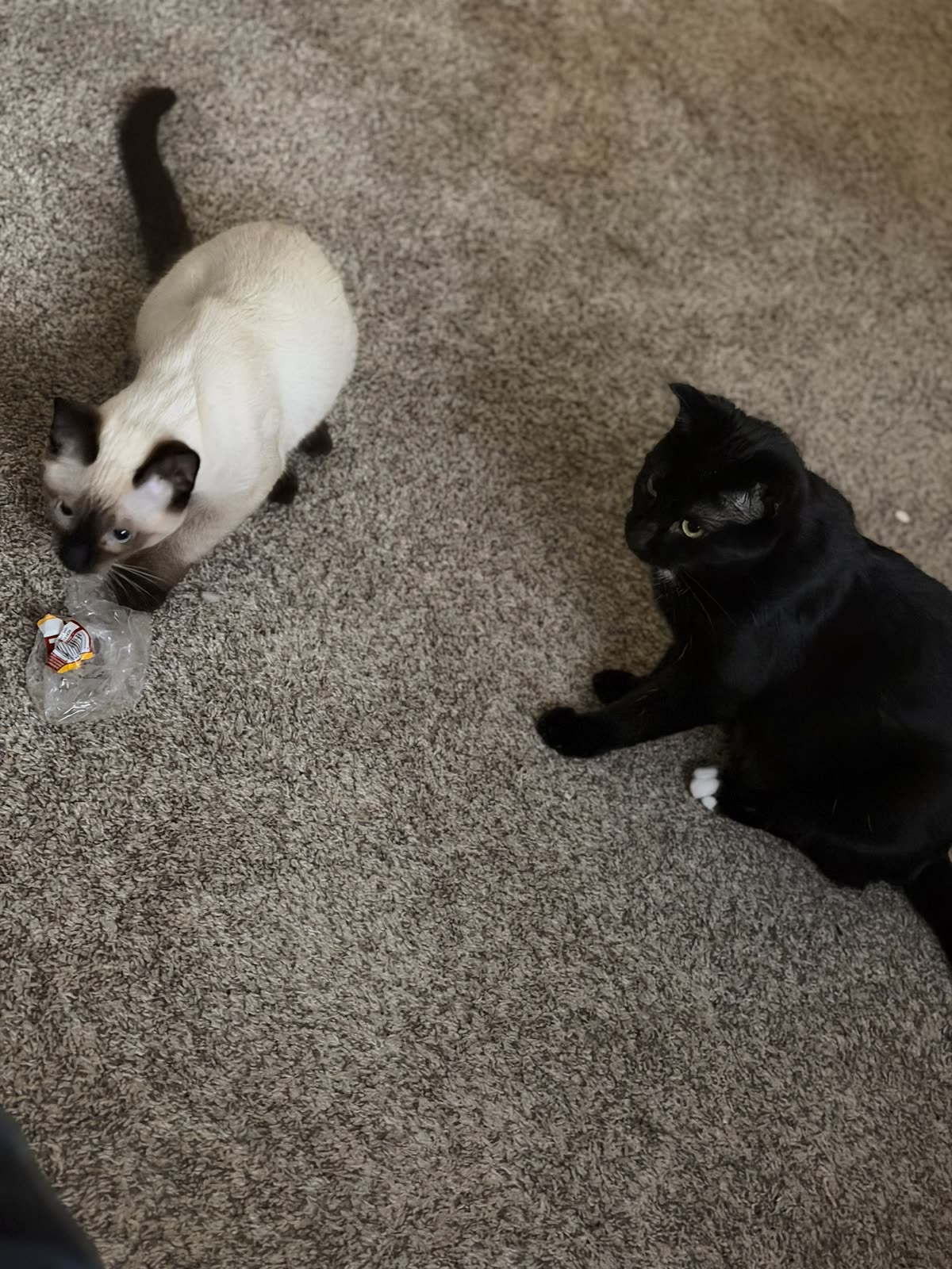 Bean and Atticus with a plastic wrapper between them